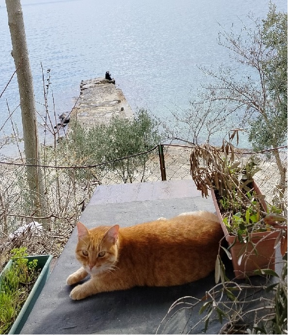 Kabuk Bağlar Kelimeler